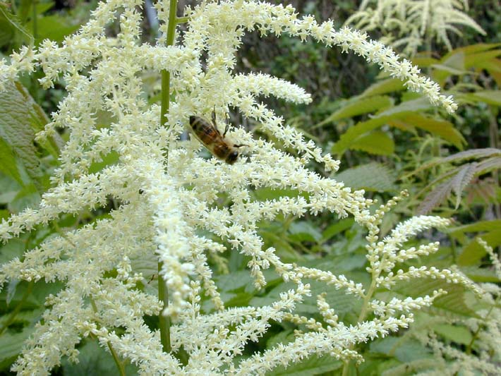 Geißbart (Aruncus)