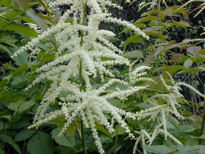 Geißbart (Aruncus)