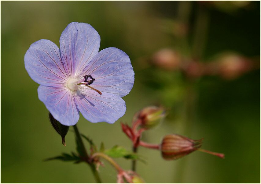 Storchschnabel (Geranium)