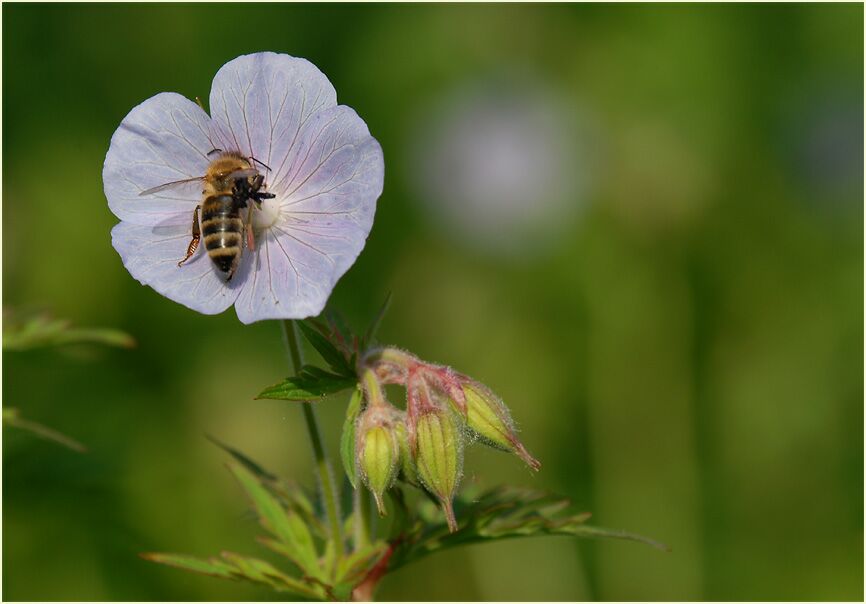 Storchschnabel (Geranium)