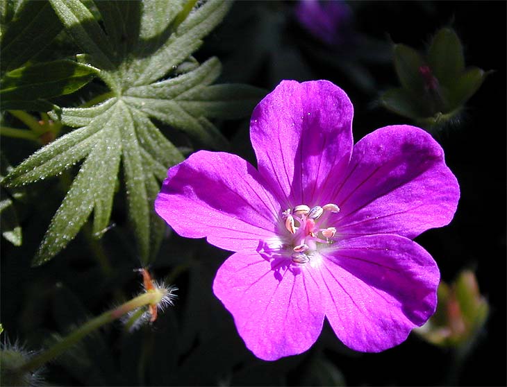 Storchschnabel (Geranium)