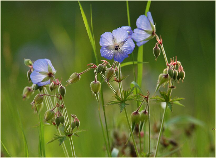 Storchschnabel (Geranium)