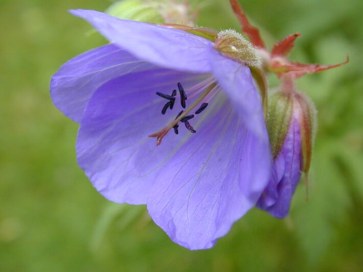 Storchschnabel (Geranium)