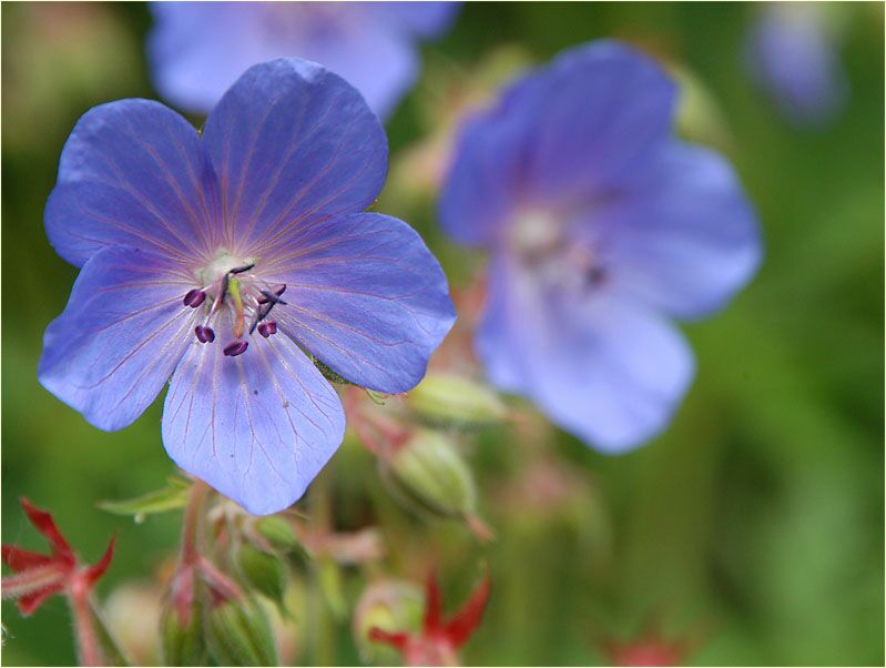 Storchschnabel (Geranium)