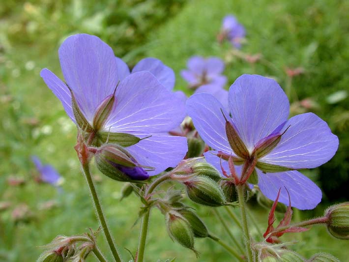 Storchschnabel (Geranium)