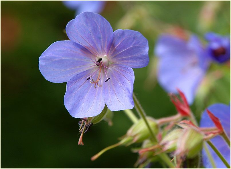 Storchschnabel (Geranium)