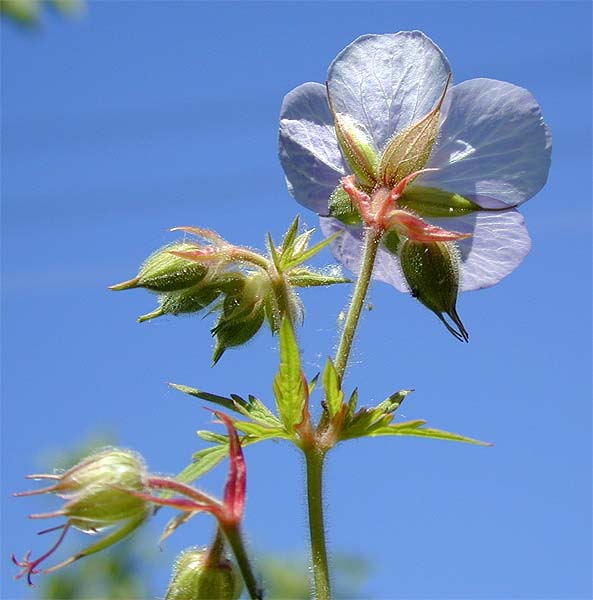 Storchschnabel (Geranium)