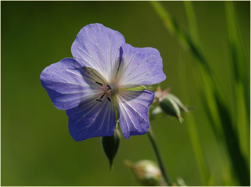 Storchschnabel (Geranium)