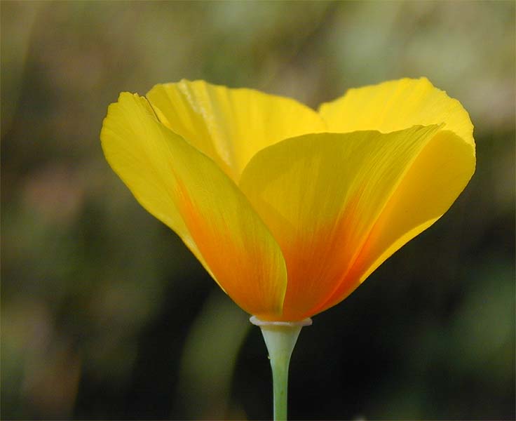 Kalifornischer Mohn  (Eschscholzia californica)