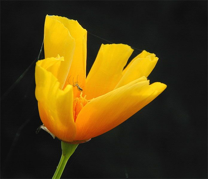 Kalifornischer Mohn  (Eschscholzia californica)