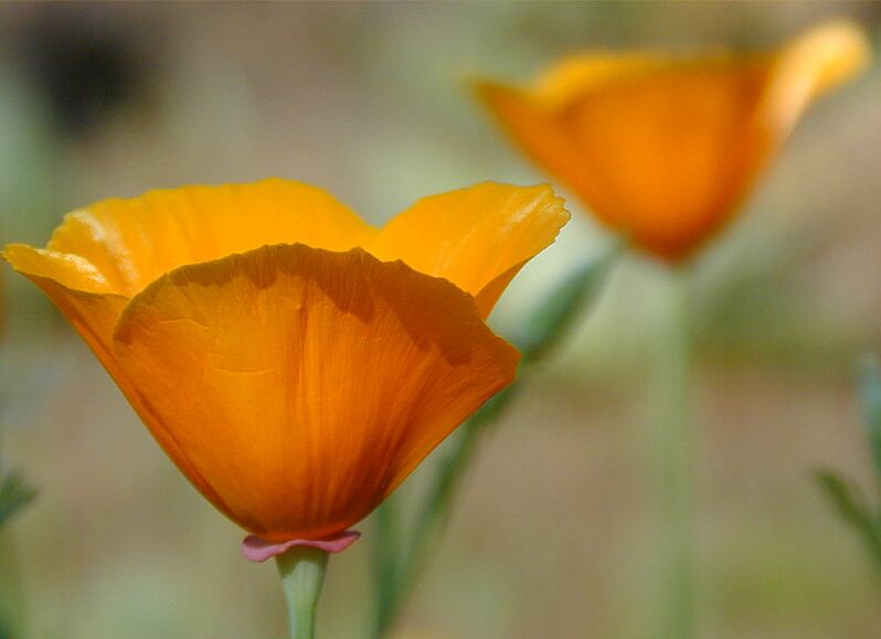 Kalifornischer Mohn  (Eschscholzia californica)