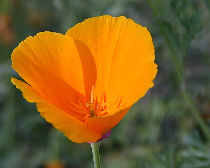 Kalifornischer Mohn  (Eschscholzia californica)