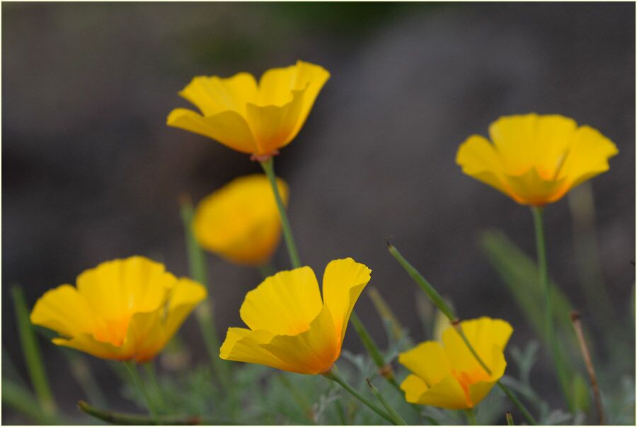 Kalifornischer Mohn  (Eschscholzia californica)