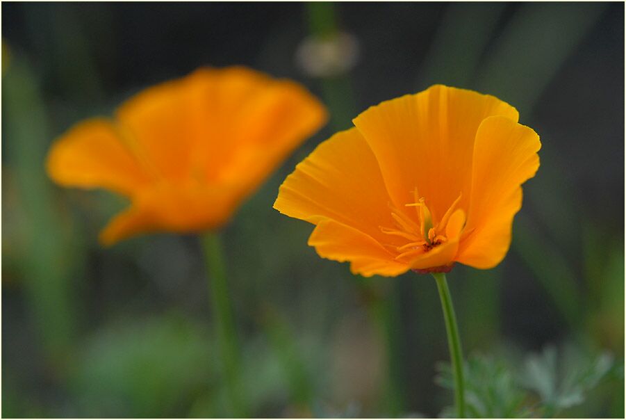 Kalifornischer Mohn  (Eschscholzia californica)