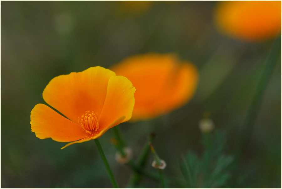 Kalifornischer Mohn  (Eschscholzia californica)