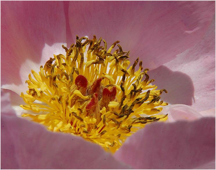 Pfingstrose (Paeonia)