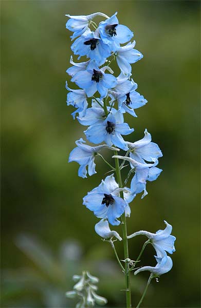 Rittersporn (Delphinium Consolida)