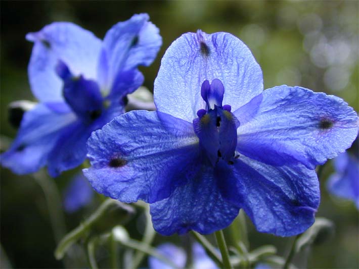 Rittersporn (Delphinium Consolida)