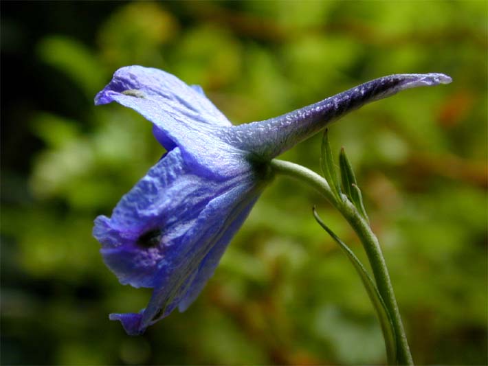 Rittersporn (Delphinium Consolida)