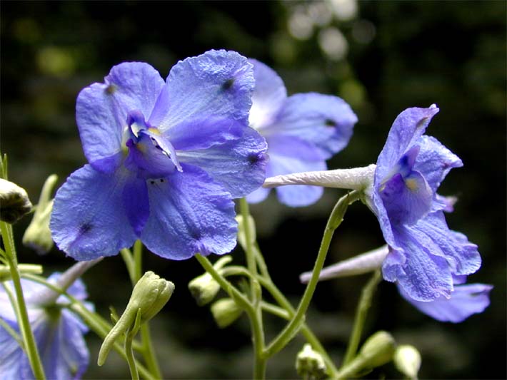 Rittersporn (Delphinium Consolida)