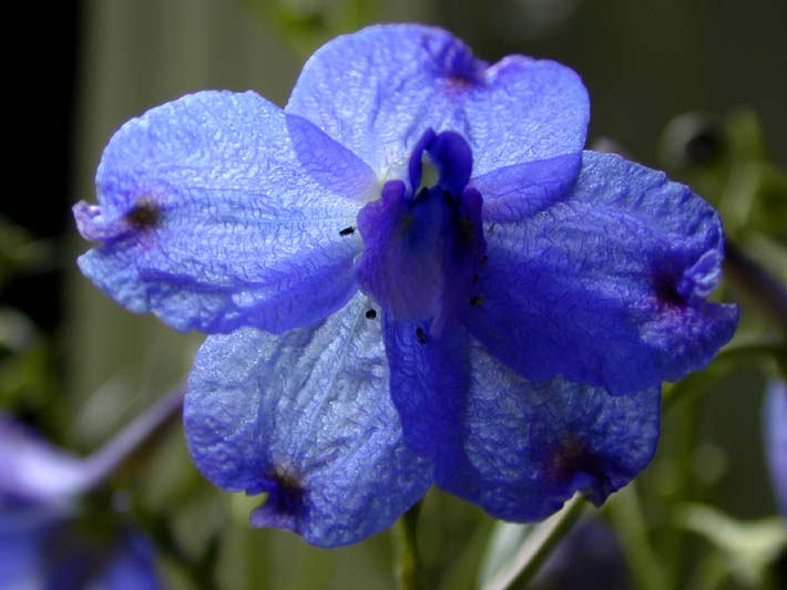 Rittersporn (Delphinium Consolida)