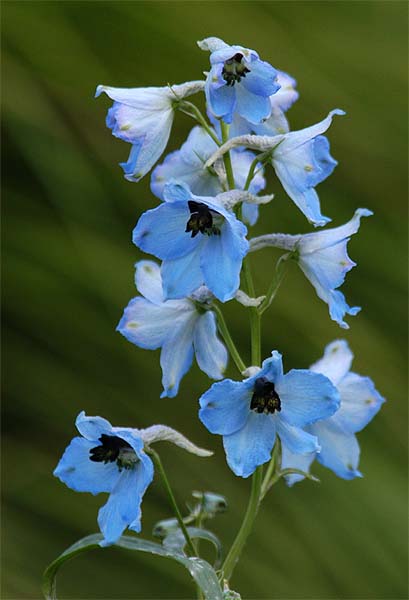 Rittersporn (Delphinium Consolida)