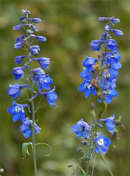 Rittersporn (Delphinium Consolida)