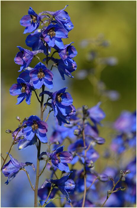 Rittersporn (Delphinium Consolida)