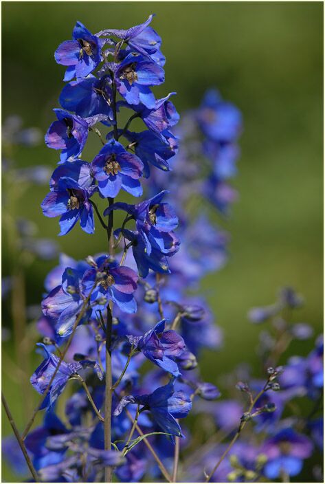 Rittersporn (Delphinium Consolida)