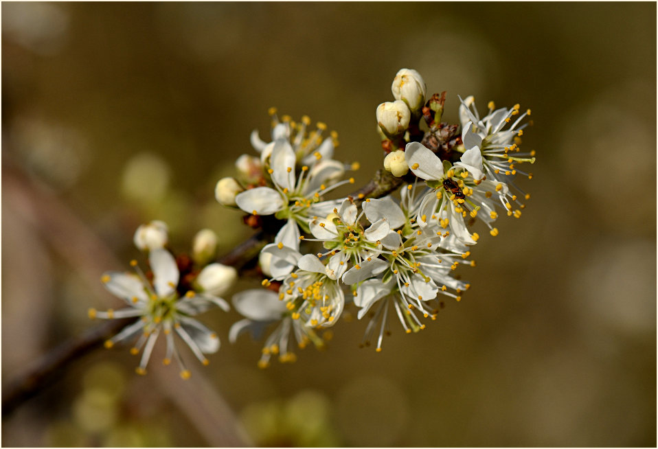 Schwarzdorn (Prunus spinosa)