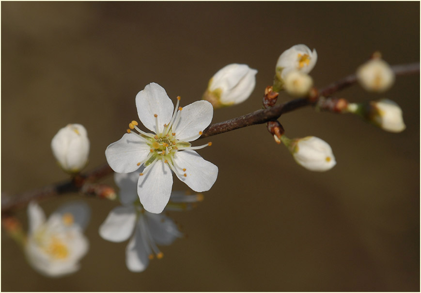 Schwarzdorn (Prunus spinosa)