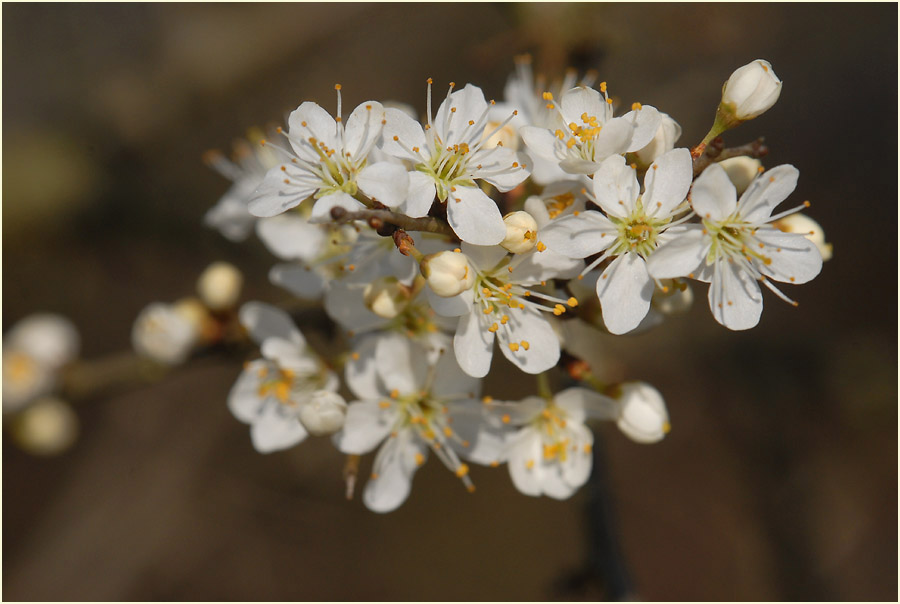 Schwarzdorn (Prunus spinosa)