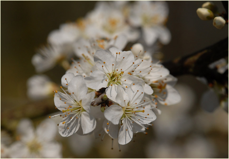 Schwarzdorn (Prunus spinosa)