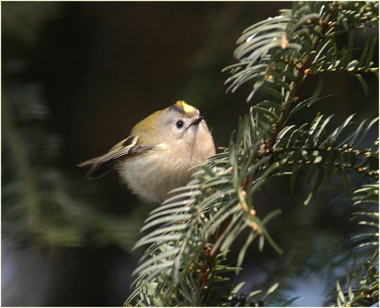 Wintergoldhähnchen