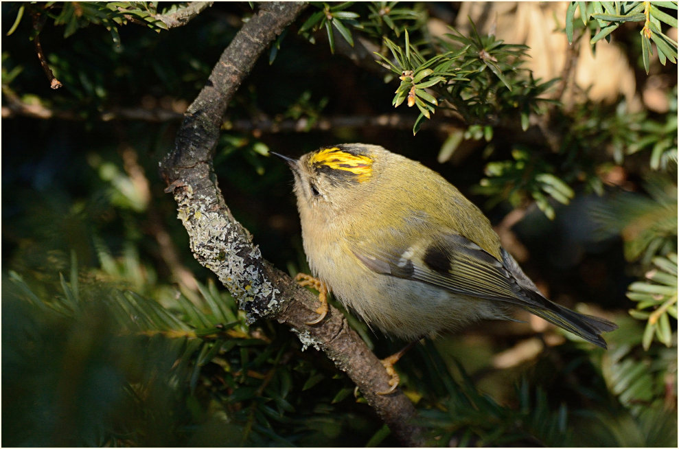 Wintergoldhähnchen