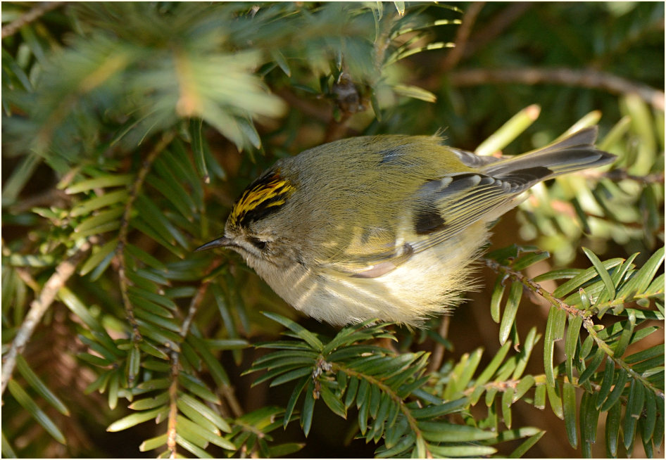 Wintergoldhähnchen
