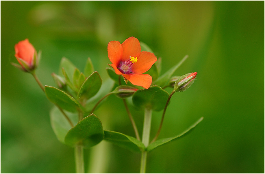 Acker-Gauchheil (Anagallis arvensis)