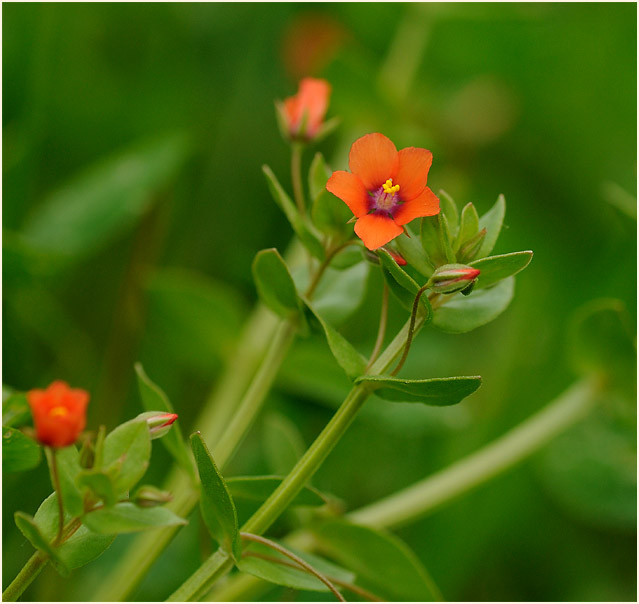 Acker-Gauchheil (Anagallis arvensis)