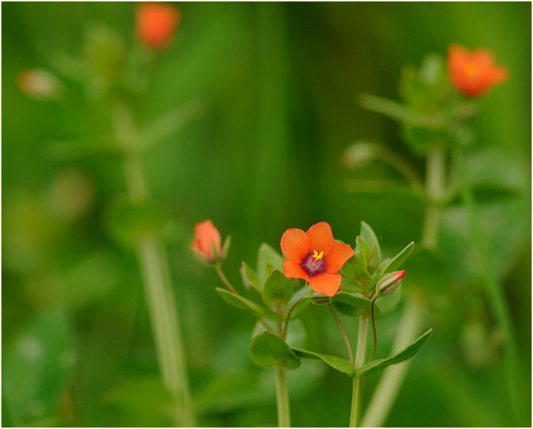 Acker-Gauchheil (Anagallis arvensis)