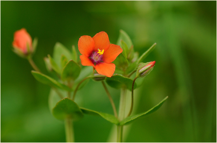 Acker-Gauchheil (Anagallis arvensis)