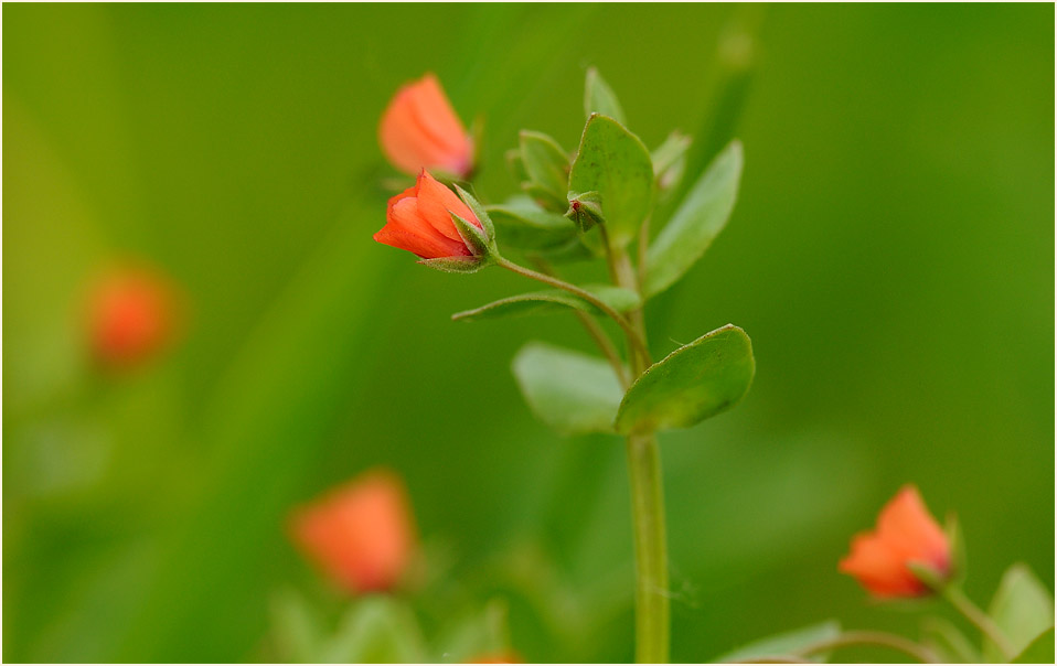 Acker-Gauchheil (Anagallis arvensis)