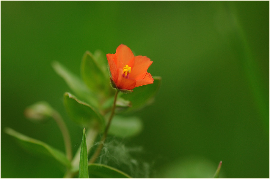 Acker-Gauchheil (Anagallis arvensis)