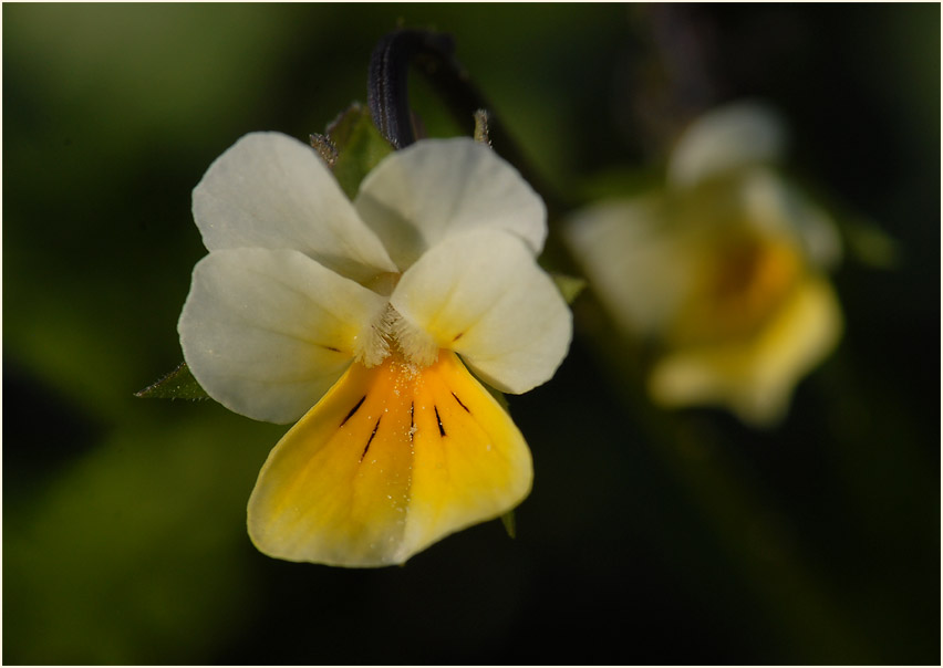 Acker-Stiefmütterchen (Viola arvensis)