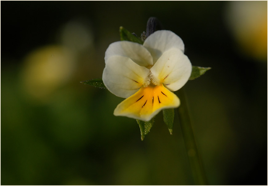 Acker-Stiefmütterchen (Viola arvensis)