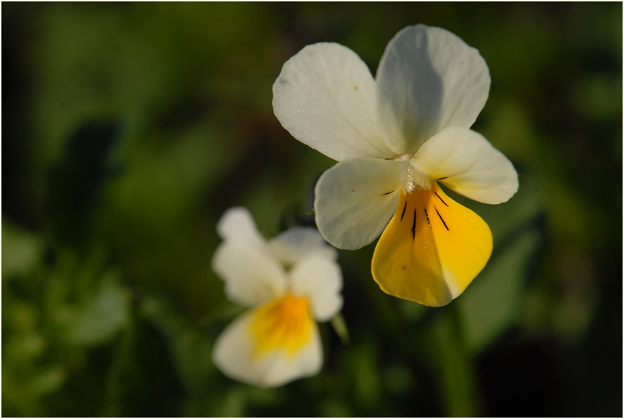 Acker-Stiefmütterchen (Viola arvensis)