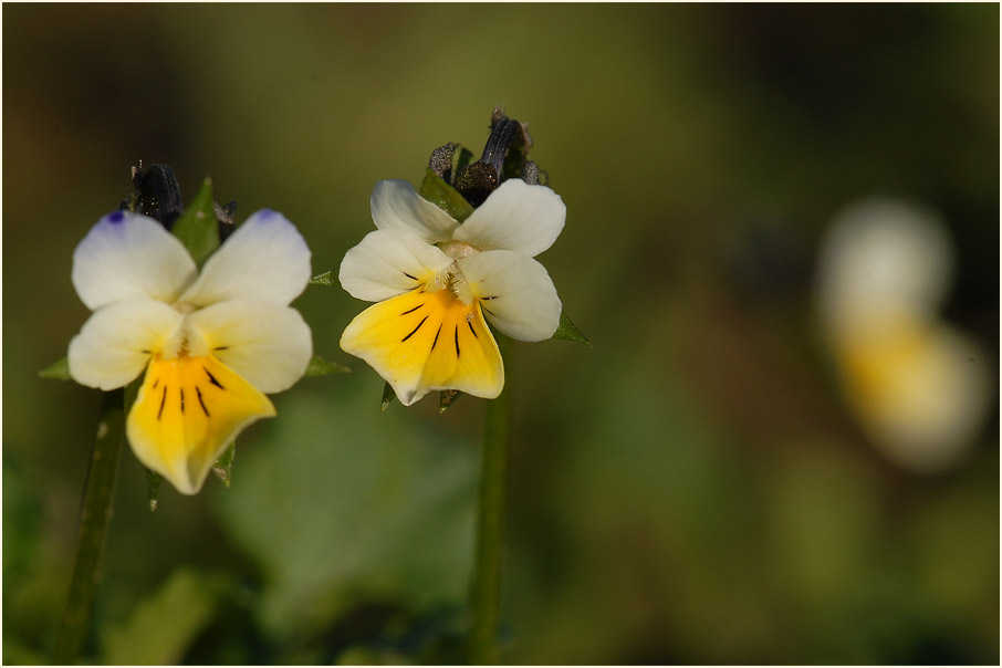 Acker-Stiefmütterchen (Viola arvensis)