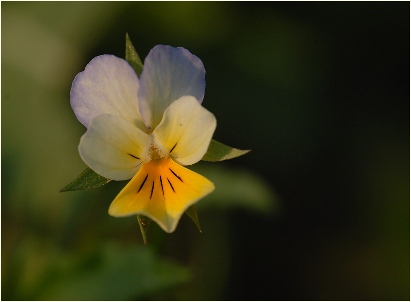 Acker-Stiefmütterchen (Viola arvensis)