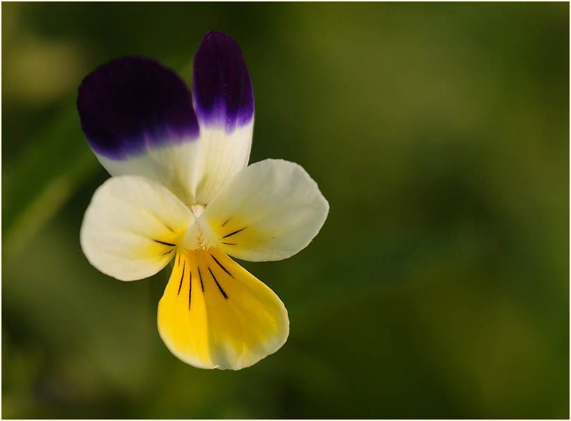 Acker-Stiefmütterchen (Viola arvensis)