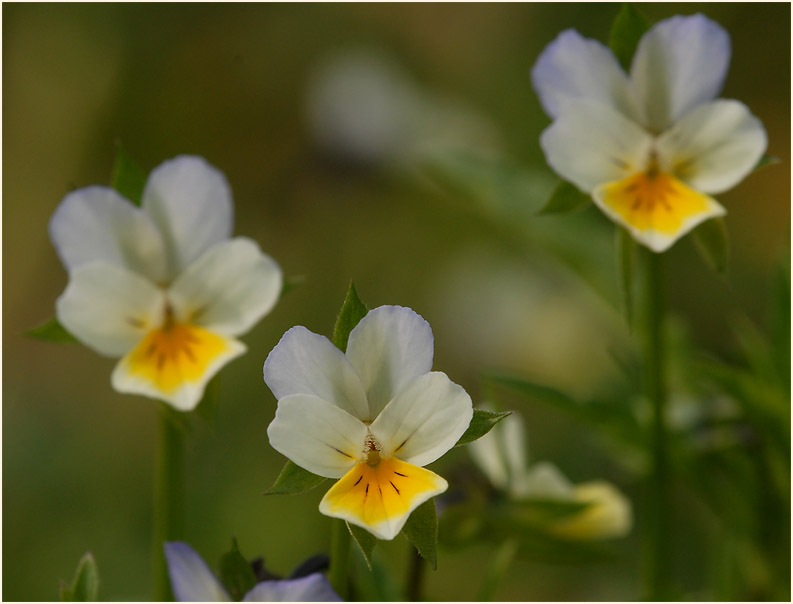 Acker-Stiefmütterchen (Viola arvensis)