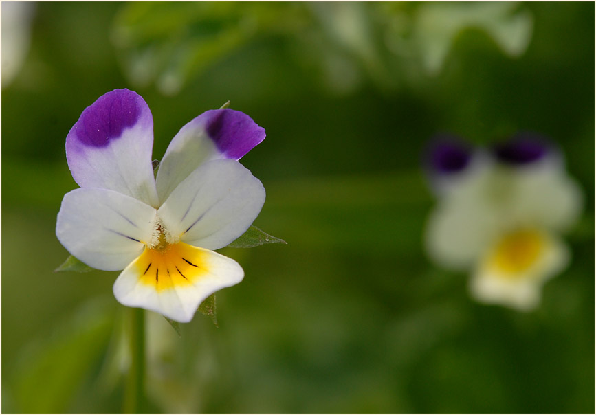 Acker-Stiefmütterchen (Viola arvensis)